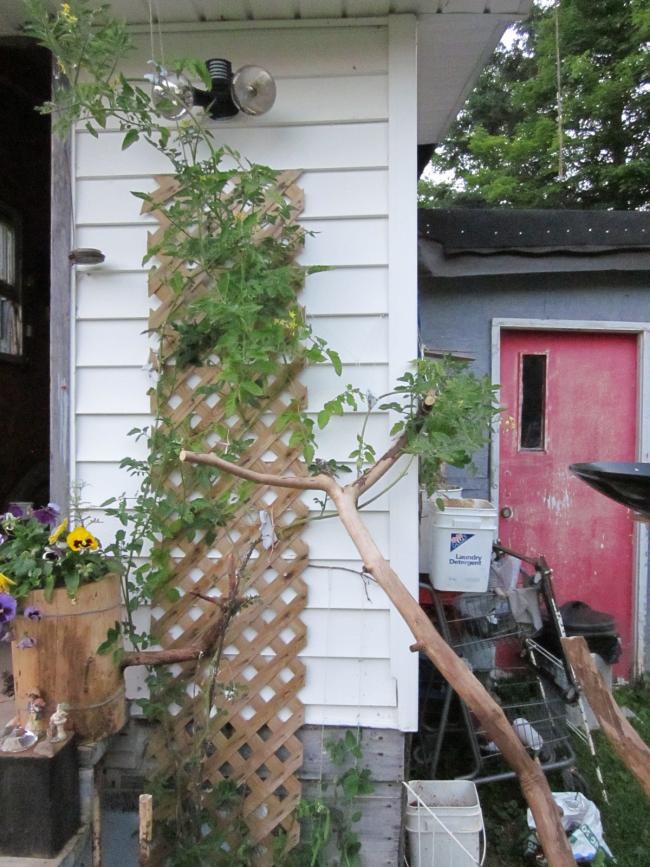 Click image for larger version
Name: MWO Tomato Plant1.jpg
Views: 1
Size: 96.2 KB
ID: 45692